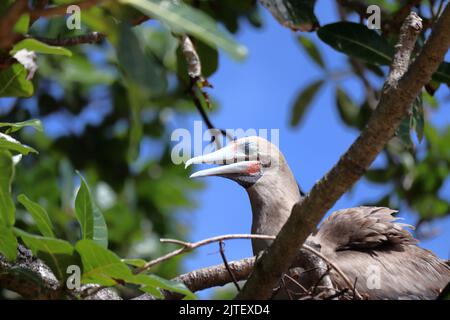 Atoba, Freivögel auf der Insel Fernando de Noronha, brasilianische Küste, Bundesstaat Pernambuco, Brasilien, August, 2022 Stockfoto