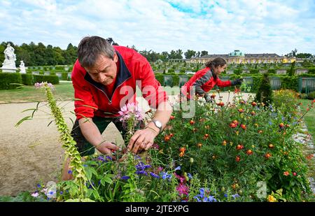 Potsdam, Deutschland. 09. August 2022. Andreas Golimowski und Sabrina Pilz, Gärtner der Stiftung Preußische Schlösser und Gärten, arbeiten täglich an den Beeten im Park Sanssouci und sammeln vor allem alte Blumen. Die Beete sind somit gut gepflegt und die Pflanzen blühen besser. Quelle: Jens Kalaene/dpa/Alamy Live News Stockfoto