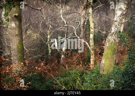 Silberbirken wachsen auf einem Hügel in Horner Wood, Somerset, Großbritannien. Stechpalmen und Buchensträucher im Vordergrund. Stockfoto