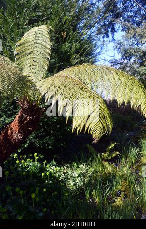 Dicksonia Antarctica (Soft Tree Fern/man Fern) im Sizergh Castle and Garden in der Nähe von Kendal, Lake District National Park. Cumbria. VEREINIGTES KÖNIGREICH. Stockfoto