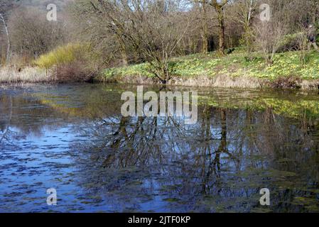 Bäume und Narzissen spiegeln sich im Teich nahe dem Eingang zum Sizergh Castle and Garden in der Nähe von Kendal, Lake District National Park, Cumbria, England, Großbritannien. Stockfoto