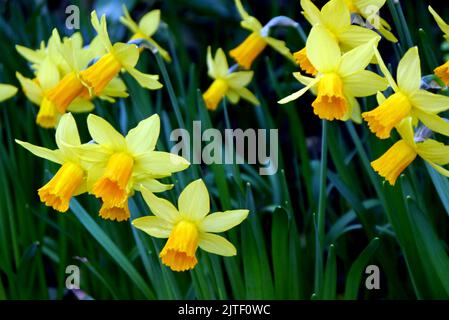 Yellow Narcissus, Cyclamineus 'Jetfire' Zwergdaffodil Blumen auf Sizergh Castle and Garden in der Nähe von Kendal, Lake District National Park. Cumbria, Großbritannien. Stockfoto