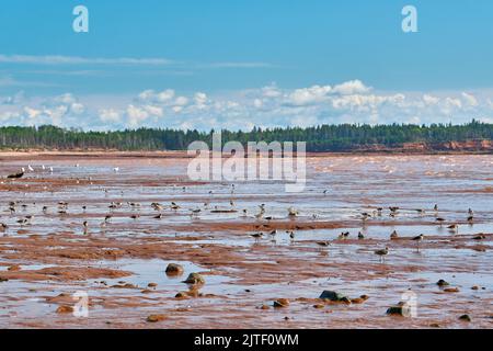 Die Seevögel füttern sich, wenn die Gezeiten vom Strand in Economy Nova Scotia zurücktreten. Stockfoto