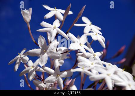 White Common Jasmine „Jasminum Officinale“ Kletterstrauchblumen im Sizergh Castle and Garden in der Nähe von Kendal, Lake District National Park, Cumbria, Großbritannien. Stockfoto