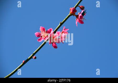 Pink Japanese Prunus Mume 'Beni-chidori' Flowers at Sizergh Castle and Garden near Kendal, Lake District National Park, Cumbria, England, UK. Stockfoto