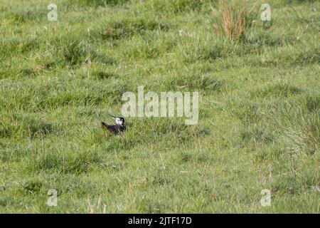 Nördlicher Kiebitz, Vanellus vanellus, sitzend auf einem Nest in freiliegendem, offenen Grasland, sieht verletzlich aus, North Yorkshire, England, britische Tierwelt Stockfoto