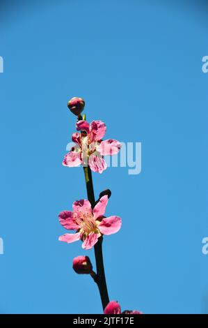 Pink Japanese Prunus Mume 'Beni-chidori' Flowers at Sizergh Castle and Garden near Kendal, Lake District National Park, Cumbria, England, UK. Stockfoto