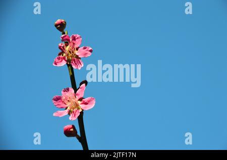 Pink Japanese Prunus Mume 'Beni-chidori' Flowers at Sizergh Castle and Garden near Kendal, Lake District National Park, Cumbria, England, UK. Stockfoto