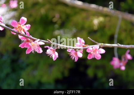 Pink Japanese Prunus Mume 'Beni-chidori' Flowers at Sizergh Castle and Garden near Kendal, Lake District National Park, Cumbria, England, UK. Stockfoto