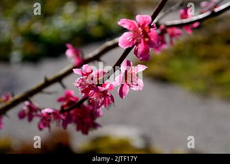 Pink Japanese Prunus Mume 'Beni-chidori' Flowers at Sizergh Castle and Garden near Kendal, Lake District National Park, Cumbria, England, UK. Stockfoto