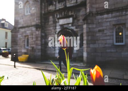 Rote und gelbe Tulpe im Zentrum mit einem Gebäude in Dublin, Irland, und die Straße im Hintergrund. Stockfoto