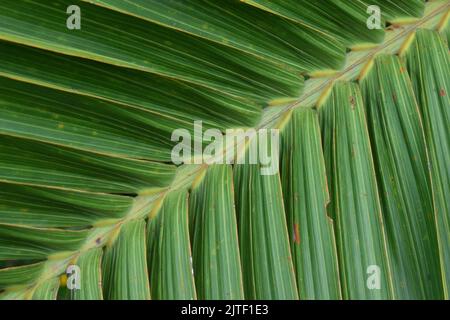 Nahaufnahme der Anordnung der Kokosblätter. Muster in der Natur. Stockfoto