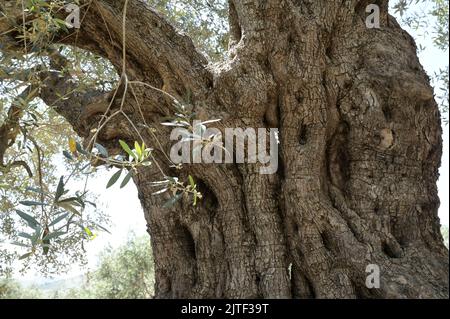 PALÄSTINA, Jenin, Olivenanbau, 200 Jahre alter Olivenbaum aus römischer Kaiserzeit / PALÄSTINA, Jenin, Oliven Anbau, 2000 Jahre alter Olivenbaum aus der römischen Zeit Stockfoto