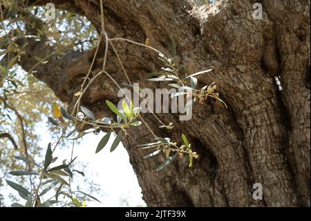 PALÄSTINA, Jenin, Olivenanbau, 200 Jahre alter Olivenbaum aus römischer Kaiserzeit / PALÄSTINA, Jenin, Oliven Anbau, 2000 Jahre alter Olivenbaum aus der römischen Zeit Stockfoto