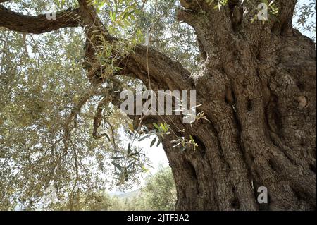 PALÄSTINA, Jenin, Olivenanbau, 200 Jahre alter Olivenbaum aus römischer Kaiserzeit / PALÄSTINA, Jenin, Oliven Anbau, 2000 Jahre alter Olivenbaum aus der römischen Zeit Stockfoto