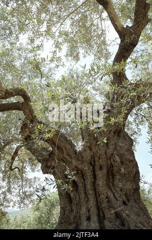 PALÄSTINA, Jenin, Olivenanbau, 200 Jahre alter Olivenbaum aus römischer Kaiserzeit / PALÄSTINA, Jenin, Oliven Anbau, 2000 Jahre alter Olivenbaum aus der römischen Zeit Stockfoto