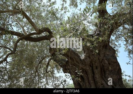 PALÄSTINA, Jenin, Olivenanbau, 200 Jahre alter Olivenbaum aus römischer Kaiserzeit / PALÄSTINA, Jenin, Oliven Anbau, 2000 Jahre alter Olivenbaum aus der römischen Zeit Stockfoto