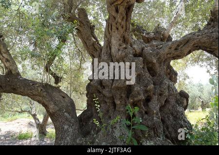 PALÄSTINA, Jenin, Olivenanbau, 200 Jahre alter Olivenbaum aus römischer Kaiserzeit / PALÄSTINA, Jenin, Oliven Anbau, 2000 Jahre alter Olivenbaum aus der römischen Zeit Stockfoto