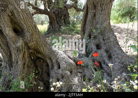 PALÄSTINA, Jenin, Olivenanbau, 200 Jahre alter Olivenbaum aus römischer Kaiserzeit / PALÄSTINA, Jenin, Oliven Anbau, 2000 Jahre alter Olivenbaum aus der römischen Zeit Stockfoto