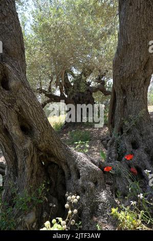 PALÄSTINA, Jenin, Olivenanbau, 200 Jahre alter Olivenbaum aus römischer Kaiserzeit / PALÄSTINA, Jenin, Oliven Anbau, 2000 Jahre alter Olivenbaum aus der römischen Zeit Stockfoto