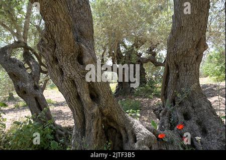 PALÄSTINA, Jenin, Olivenanbau, 200 Jahre alter Olivenbaum aus römischer Kaiserzeit / PALÄSTINA, Jenin, Oliven Anbau, 2000 Jahre alter Olivenbaum aus der römischen Zeit Stockfoto