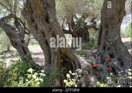 PALÄSTINA, Jenin, Olivenanbau, 200 Jahre alter Olivenbaum aus römischer Kaiserzeit / PALÄSTINA, Jenin, Oliven Anbau, 2000 Jahre alter Olivenbaum aus der römischen Zeit Stockfoto