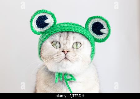 Eine lustige weiße Katze, die in einer grünen Strickmütze in Form eines Frosches sitzt Stockfoto