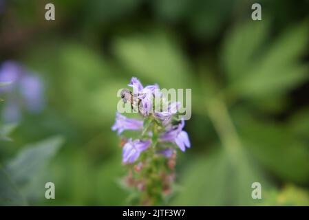 Hummel auf einer lila Blume Stockfoto