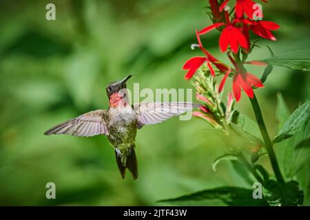 Erwachsener, rubinkehliger Kolibri (Rchilochus colubris), der sich an einer Kardinalblume (Lobelia cardinalis) ernährt. Stockfoto