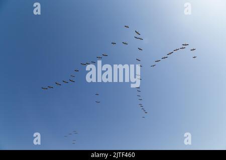 Schar fliegender Pelikane am blauen Himmel. Es handelt sich um einen Pelikan mit rosafarbenem Rücken, Pelecanus rufescens im Nationalpark Djoudj, Senegal. Es ist Vogelschutzgebiet in Afrika Stockfoto