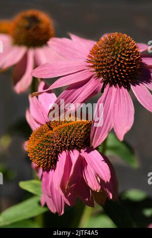 Echinacea Purpurea oder Purple Coneflower fasciation Mutation des Blütenkopfes im Sommergarten mit anderen normalen Blüten Stockfoto