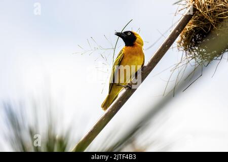 Ausgewachsener kleiner maskierter Weber-Vogel, der ein Nest mit Papyrus-Gras baut. Queen Elizabeth National Park, Uganda. Dies ist ein Zuchtmännchen, wie es andeutet Stockfoto