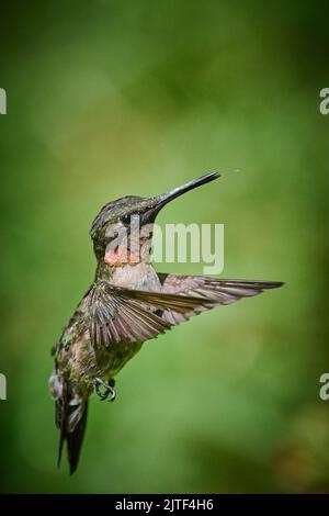 Erwachsener, rubinkehliger Kolibri (Rchilochus colubris). Stockfoto