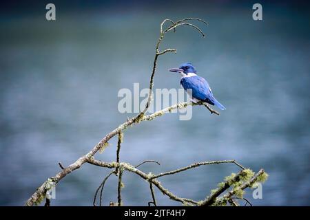 Männlicher Eisvögel (Megaceryle alcyon), der auf einem toten Zweig am Lake Chatuge, NC, thront. Stockfoto