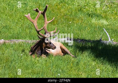 Männlicher Elch oder Wapiti Cervus canadensis, der im Gras ruht, Yellowstone National Park, Wyoming, USA Stockfoto