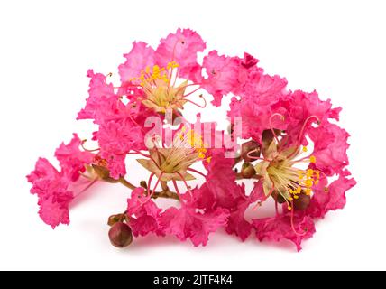 Krabbenmyrtenblumen isoliert auf weißem Hintergrund Stockfoto
