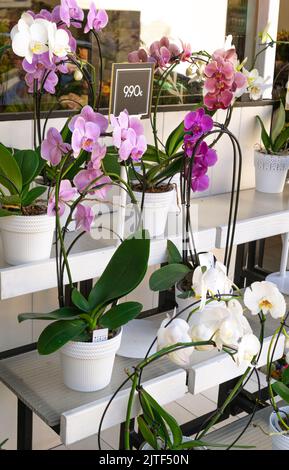 Töpfe mit Orchideen stehen auf dem Bauernmarkt Stockfoto