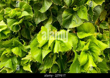 Horizontale Nahaufnahme der Pflanze Acalypha wilkesiana mit leuchtend grünen Blättern. Horizontal Foto in hoher Qualität Stockfoto