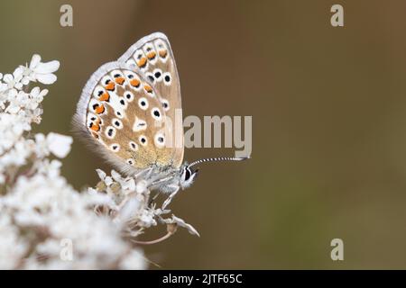 Gemeinsamen blauer Schmetterling Stockfoto