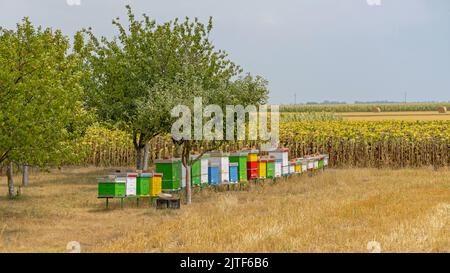 Bunte Bienenstöcke Boxen im Landwirtschaftsfeld Sommertag Stockfoto