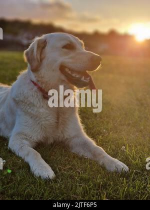 Juveniler Goldener Retriever auf einem Feld bei Sonnenuntergang Stockfoto