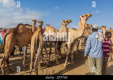 HARGEISA, SOMALILAND - 15. APRIL 2019: Blick auf den Kamelmarkt in Hargeisa, der Hauptstadt von Somaliland Stockfoto