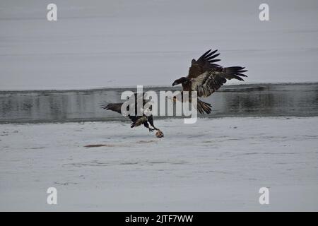 Zwei Adler kämpfen um Nahrung Stockfoto