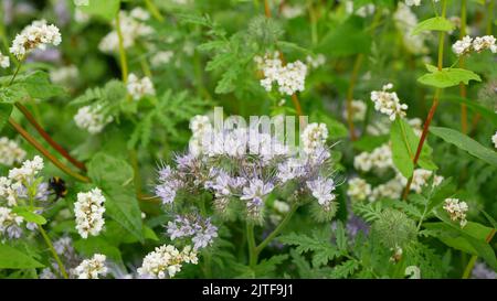 Blauer Tansy Abdeckung Erntefeld Blüte Phacelia tanacetifolia Buchweizen Fagopyrum esculentum Pflanze Detail Spitzen lila grün gezüchtet Kulturen grün gewachsen Stockfoto