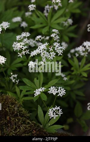 Süße Waldmeister (Galium odoratum) blühende weiße Blume in einem botanischen Garten, Litauen Stockfoto