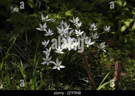 Stern von Bethlehem (Ornithogalum umbellatum) blühende weiße Blume in einem botanischen Garten, Litauen Stockfoto