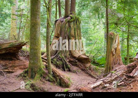 Alter Baum im Wald mit natürlichem Holzdebis auf dem Boden und Sprungbrettkerbe aus alter Holzernte Stockfoto