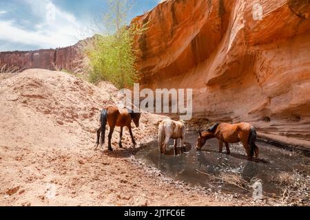 USA, Navajo Nation, Arizona, Chinle, Canyon De Chelly National Park, Wildpferde, die Wasser aus dem Teich trinken Stockfoto