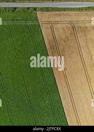 Luftaufnahme von landwirtschaftlichen Feldern, die zur Erntezeit Getreidepflanzen anbauen, die zur Ernte bereit sind. Ackerbau in West Yorkshire. Stockfoto