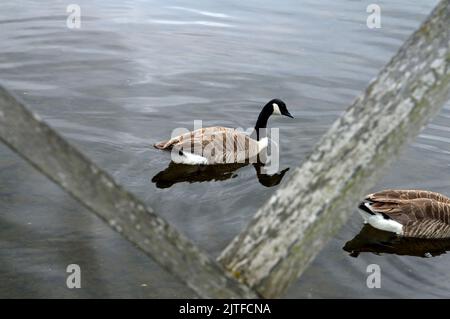 Zwei Erwachsene Kanadagänse, branta canadensis, Cardiff Bay 2022 Stockfoto